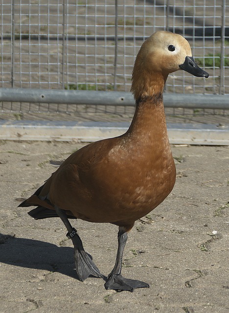 球場